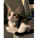 ILoveCats Meow!