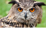 The Amazons