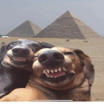Dog friend Friendship’s