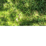 Group grass