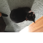 cat group (CATS ONLY)