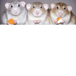 Rat squadron