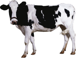 moo