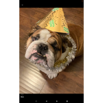 Bulldog group!