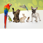 Get homes for the pets