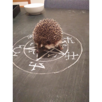 The HedgeHog Cult