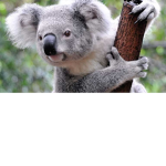 koala bear fan page