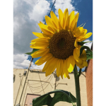 15Sunflower