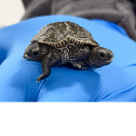 Save the tutals