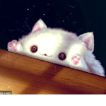 -~-Bongo Cat Squad-~-