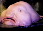 Blobfishkingdoms