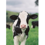 Cow squad!!!...