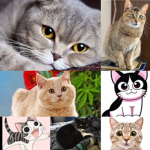 Da kitty bros