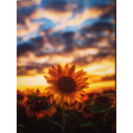 Sunflower 0_0
