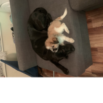 Rats savior doggys group rats united