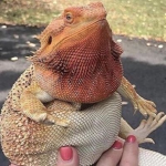 Lizard studio (bearded dragon)