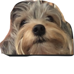 watch your dog be good