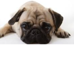 the big big pug fan club