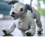 rodoggames fan group