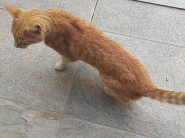 the skinny cat