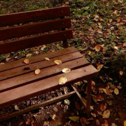 🍂