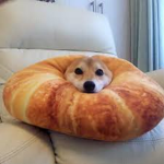 Alpha Doge Labs