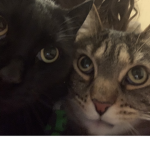 Cam and tig