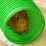 rodent incorporated