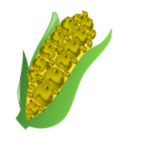 Corn on the Chom