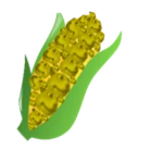 Corn on the Chom