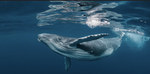 Whales army