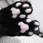 ୨୧ pawzii