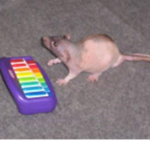 PepparGamers