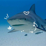 SHAAAARK