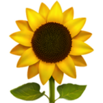 Sunflower group kajaaxdd9