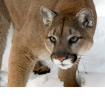 #official cougars