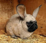 the pug fam.