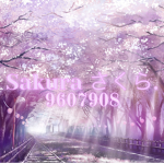 Sakura さくら.