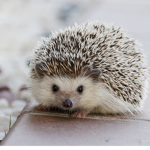 Hedgehogs145