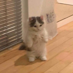 キャティ