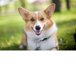 Secret Corgis