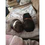 Dinosaur pigs