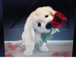 For all who love dogs
