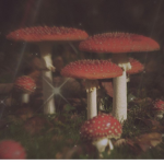 Mushie world