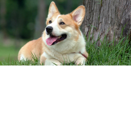 Corgii Hangout