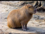 ~Capybara fan group~