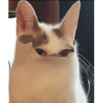 wierd cat