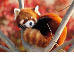 Panda panda panda red panda