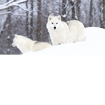 Stop Willow Project!!