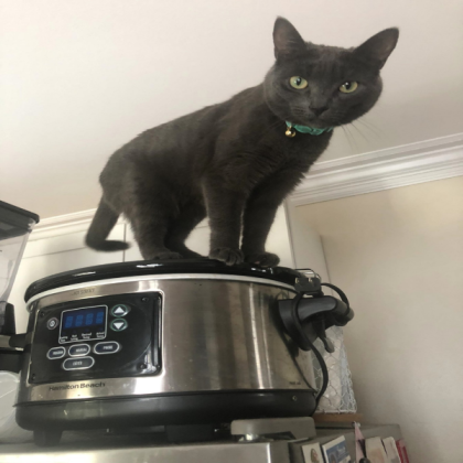 funny cat on rapid cooker Roblox decal